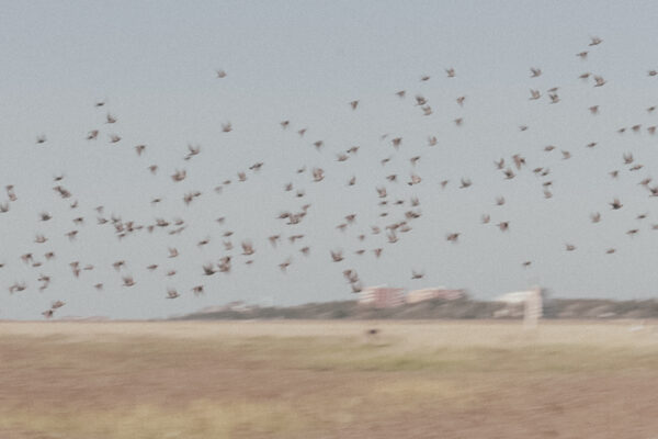 birds